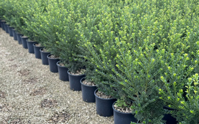 ilex crenata "Kinme" 